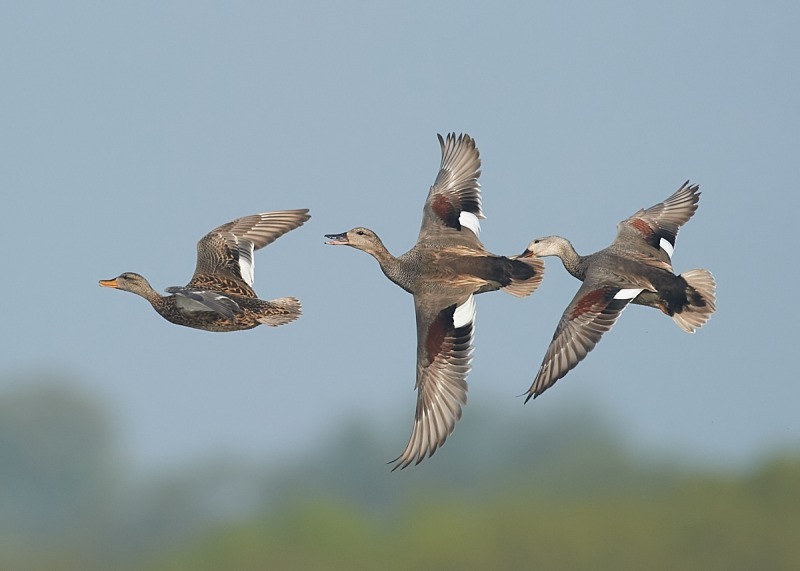 9 - Gadwall