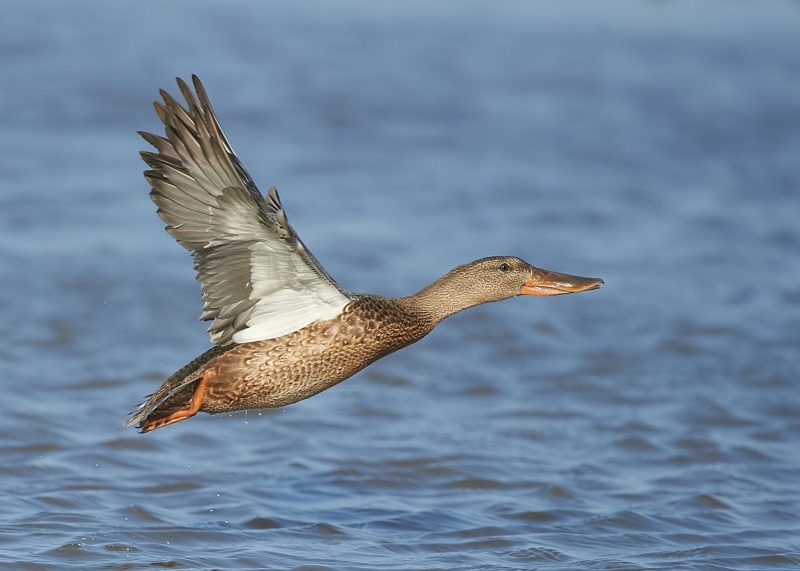 9 - Shoveler