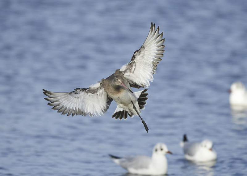 2 - Black-tailed Godwit