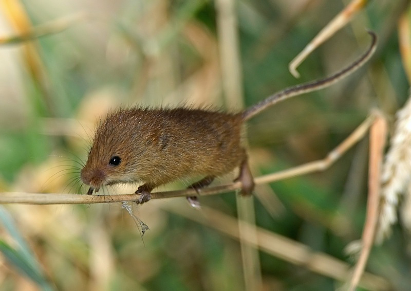14 - Harvest Mouse