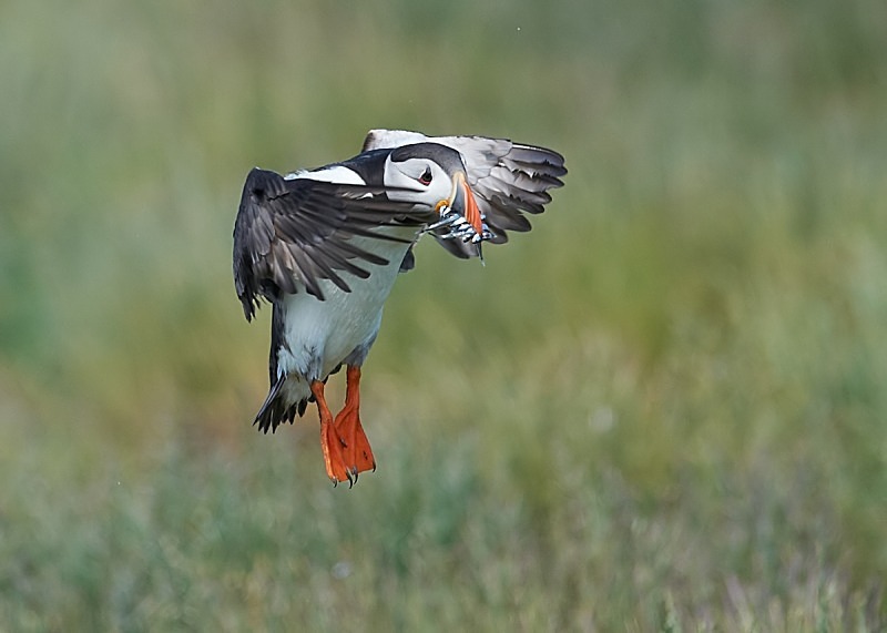 19 - Puffin