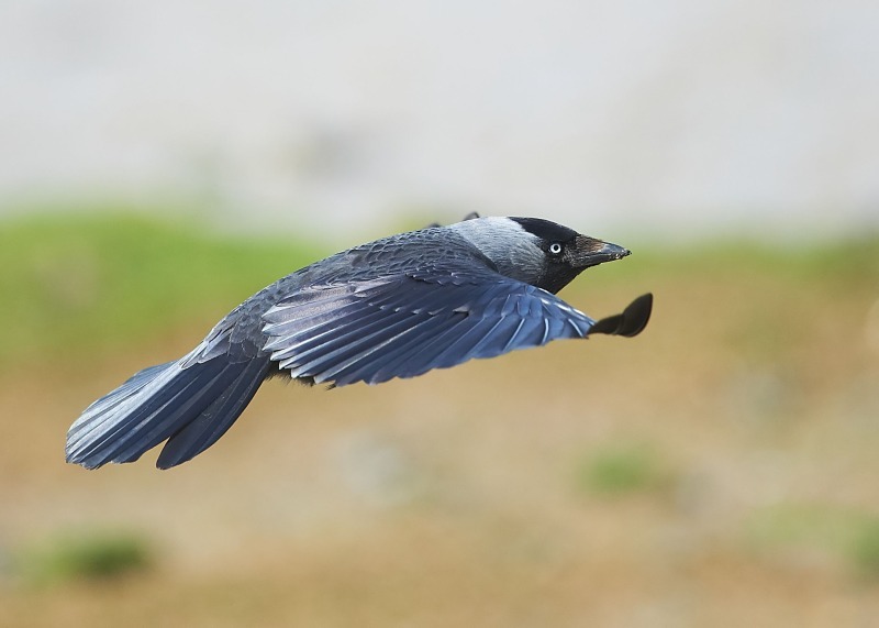 1 - Jackdaw