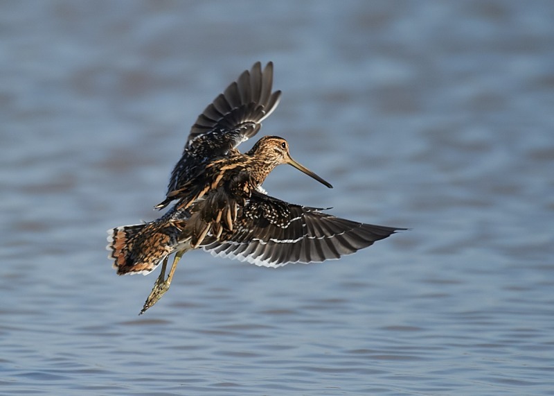 5 - Snipe