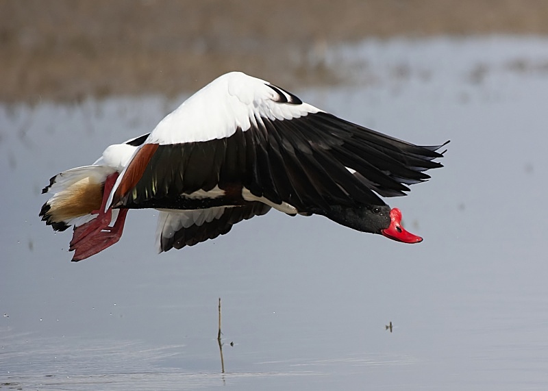 16 - Shelduck
