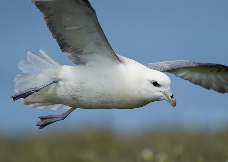 7 - Fulmar