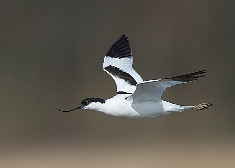 5 - Avocet