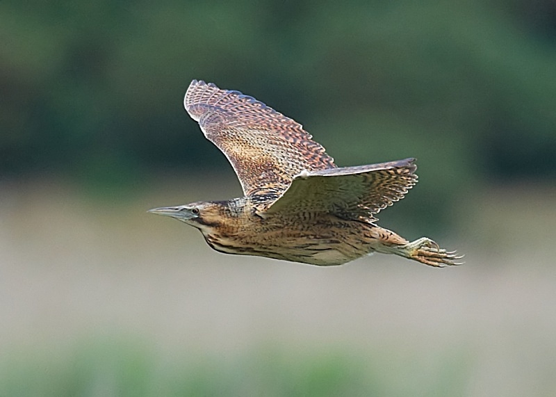 1 - Bittern