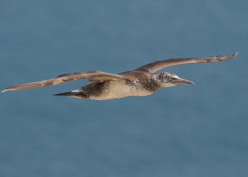24 - Gannet