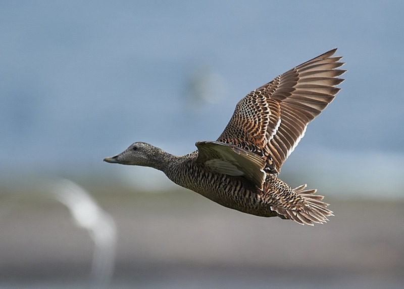 4 - Eider