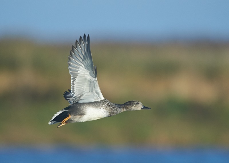 2 - Gadwall