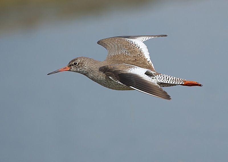 6 - Redshank