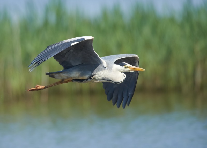 6 - Grey Heron