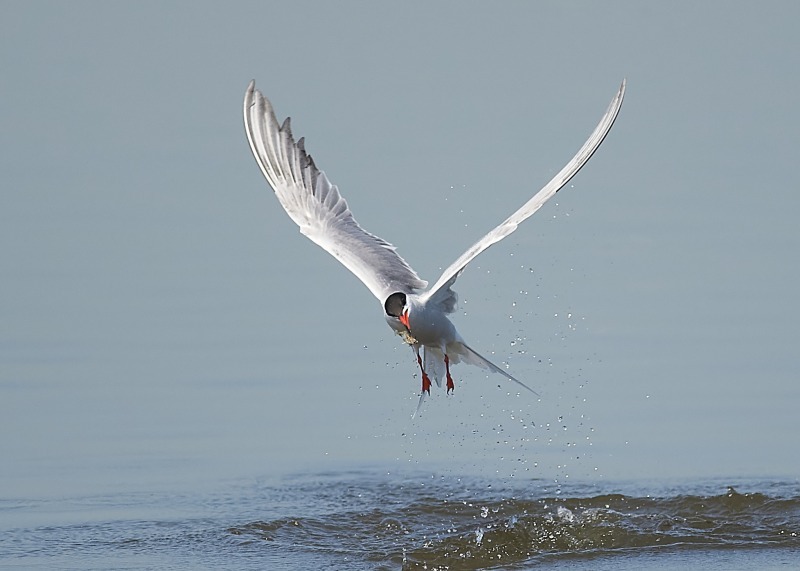2 - Common Tern