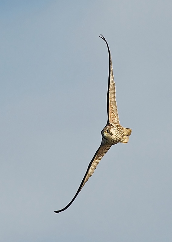 3 - Peregrine