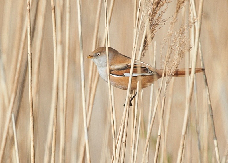11 - Bearded Tit