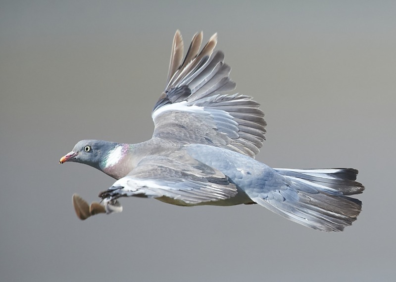 6 - Woodpigeon