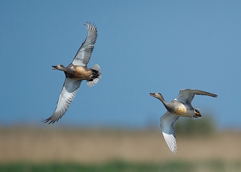 20 - Gadwall