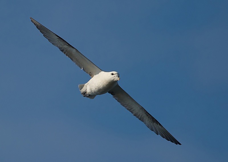 27 - Fulmar