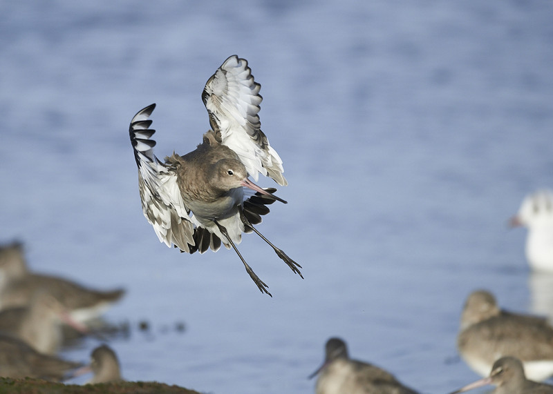 7 - Black-tailed Godwit