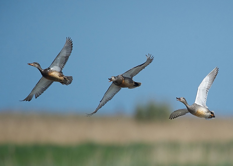 23 - Gadwall