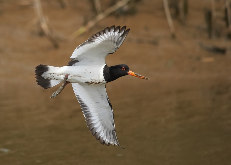 3 - Oystercatcher