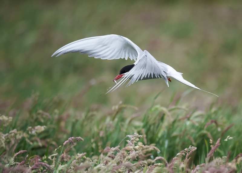 1 - Arctic Tern
