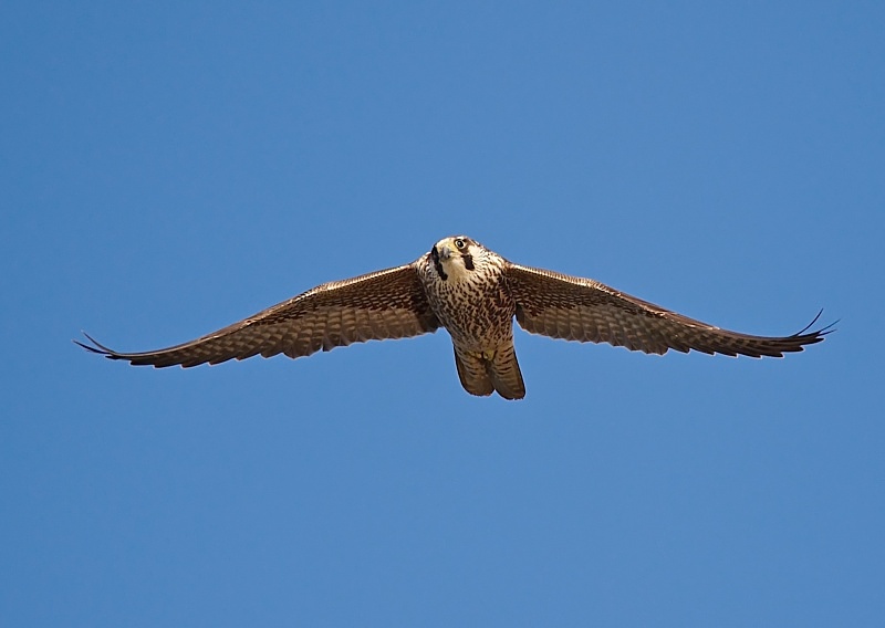 11 - Peregrine