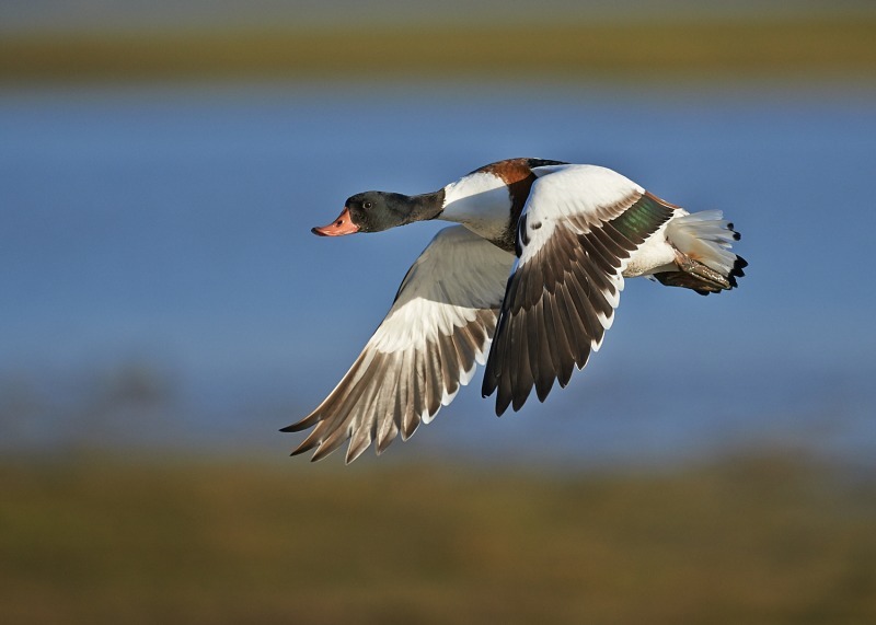 1 - Shelduck