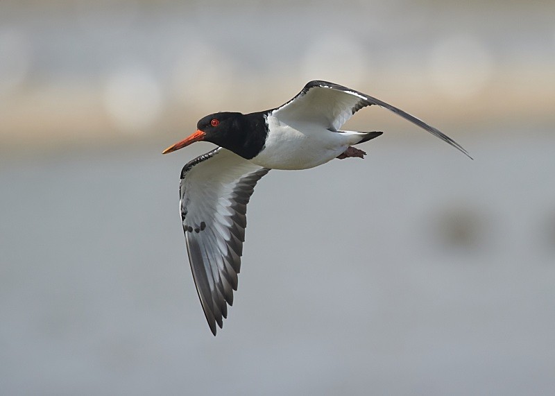 6 - Oystercatcher