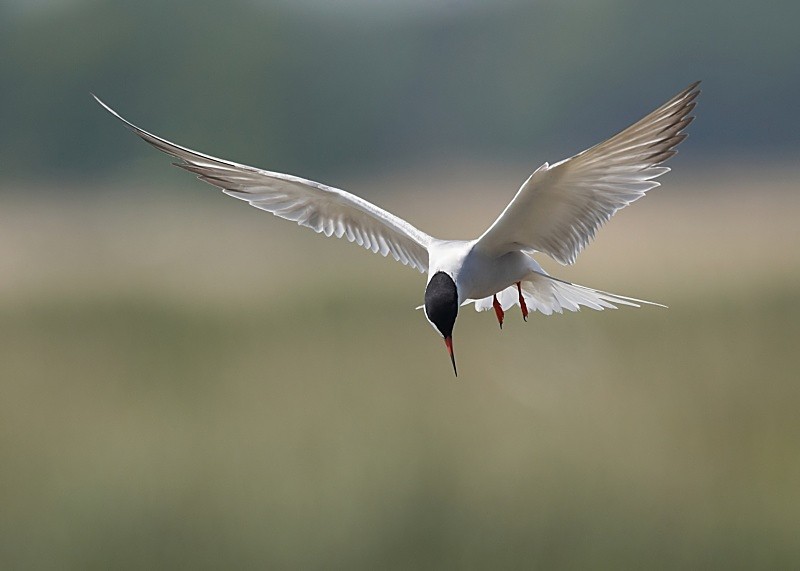 20 - Common Tern