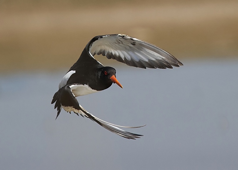 21 - Oystercatcher