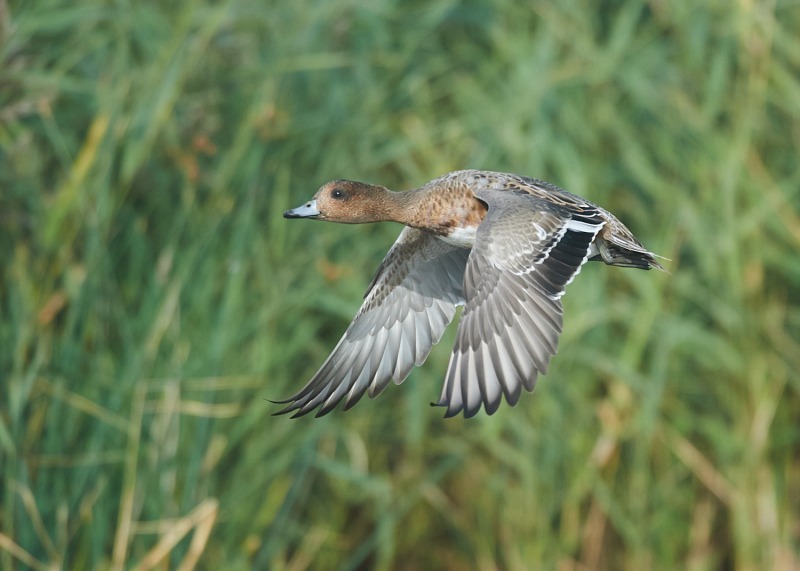 2 - Wigeon