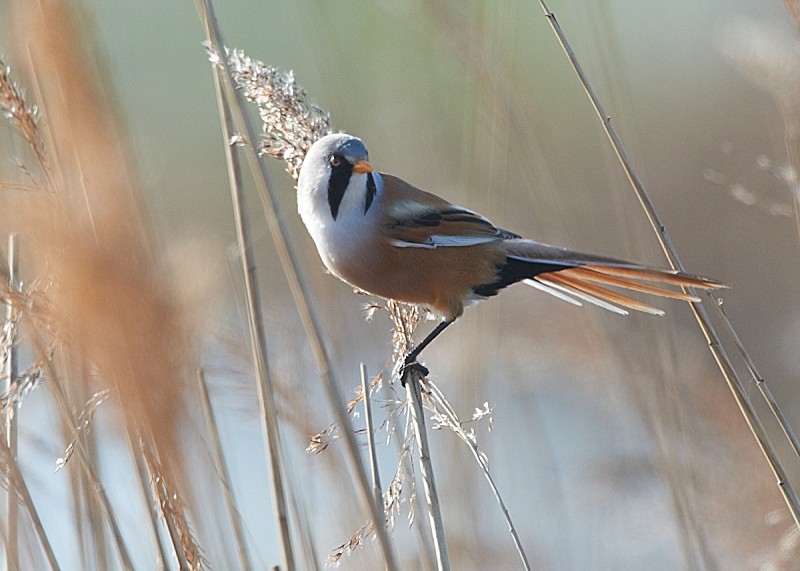 14 - Bearded Tit
