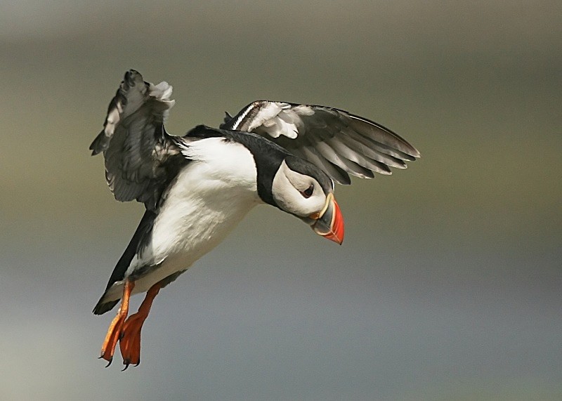 27 - Puffin