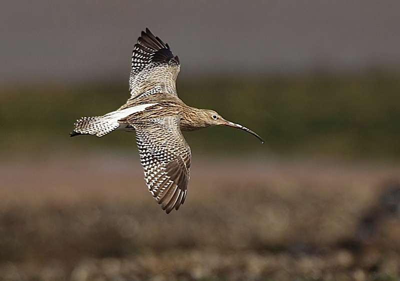 4 - Curlew
