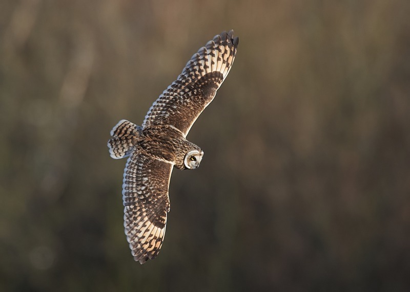 5 - Short-eared Owl