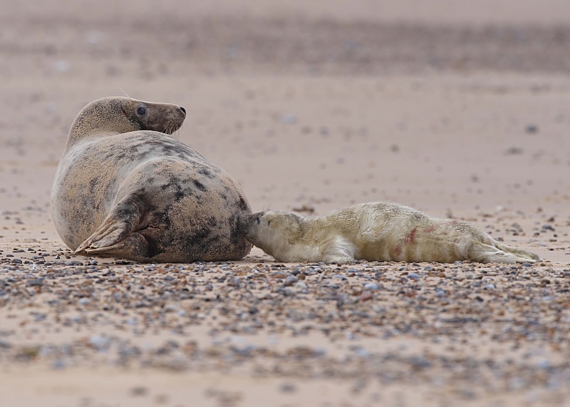 2 - Grey Seal