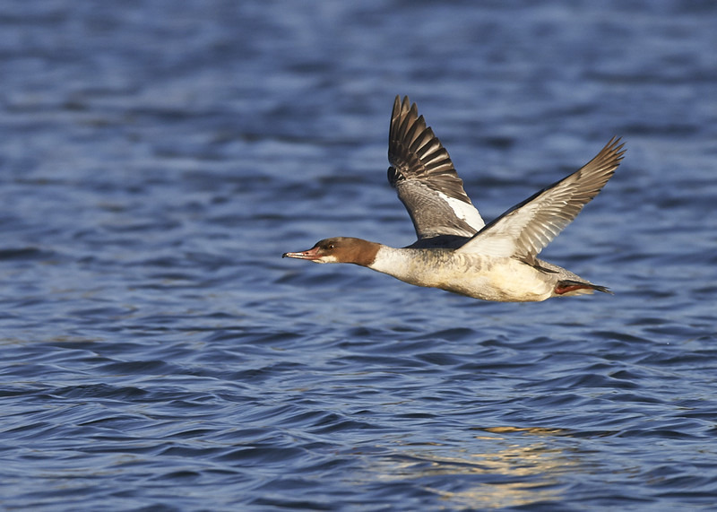 1 - Goosander