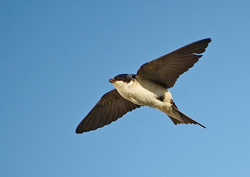 3 - House Martin