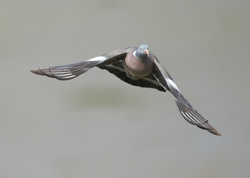 1 - Woodpigeon