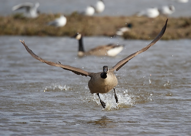 7 - Canada Goose