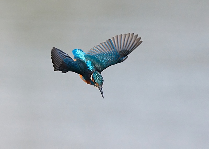 16 - Kingfisher