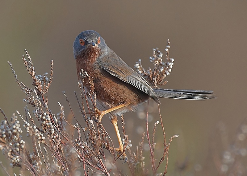 1 - Dartford Warbler
