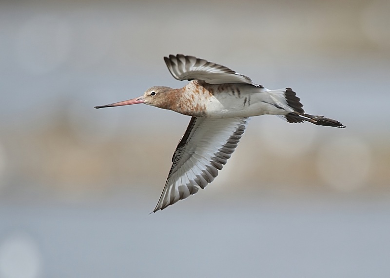 24 - Black-tailed Godwit