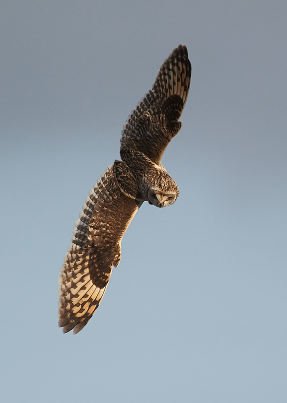 4 - Short-eared Owl