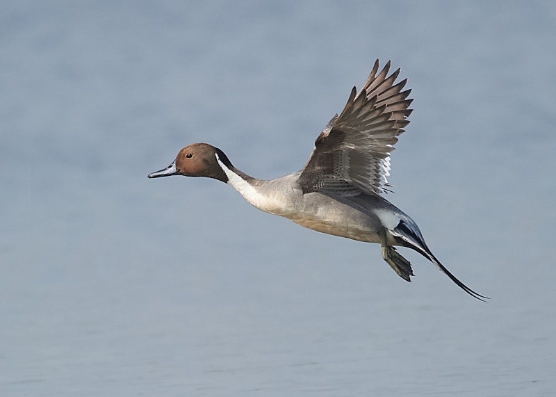 2 - Pintail