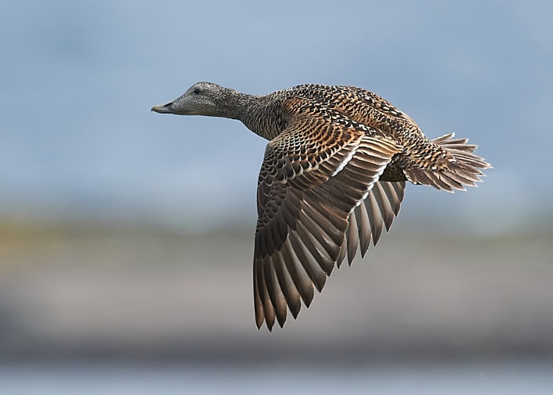 1 - Eider