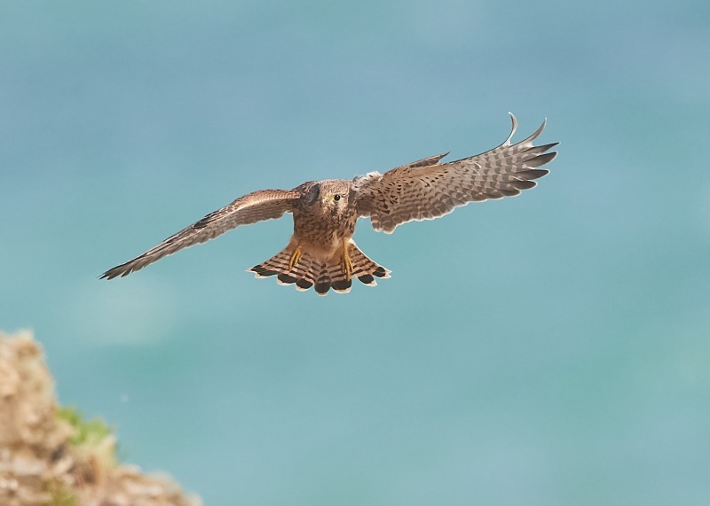 15 - Kestrel