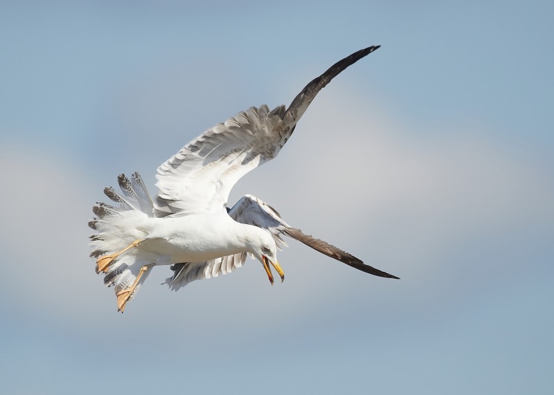 2 - Lesser Black-backed Gull