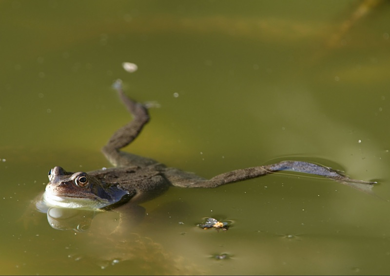 15 - Common Frog